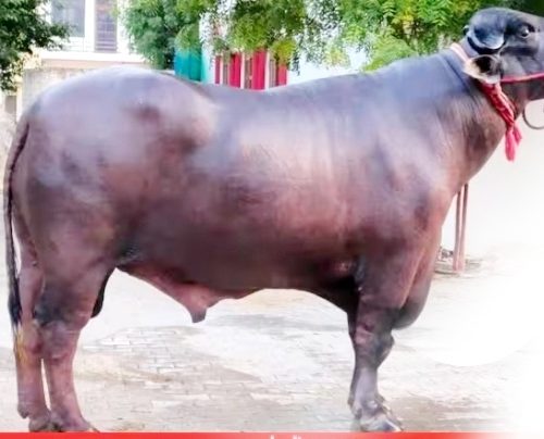 मनहरी ६ नम्बर वडाले मुर्रा रागा पुरस्कार सहित खेलाडी छनोट गर्दै