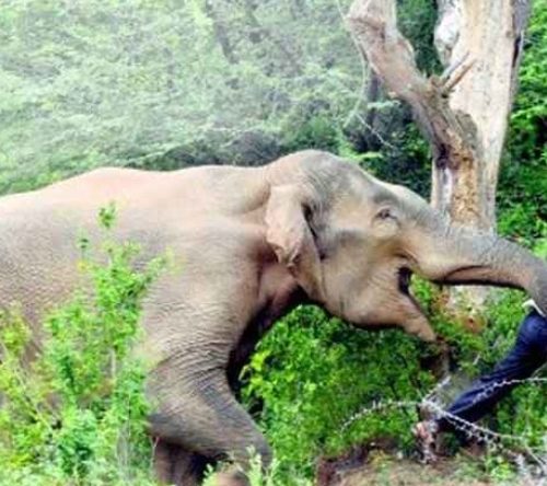 जङ्गली हात्तीले मनहरीमा एक गोठालाको ज्यान लियो