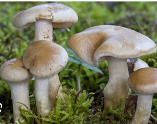 जङ्गली च्याउ खादा एउटै घरका स – परिवार बिरामी  एक जनाको मृत्यु, चार जना गम्भीर