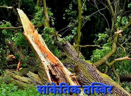 घाँस काट्न गएका मनहरी २ का युवाको रुखले च्यापिएर   घटना स्थलमै मृत्यु