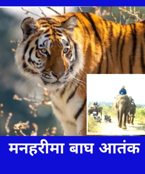 मनहरीमा बाघ आतंक ४ वटा हात्ती सहितको नेपाली सेना बाघ नियन्त्रणमा असफल