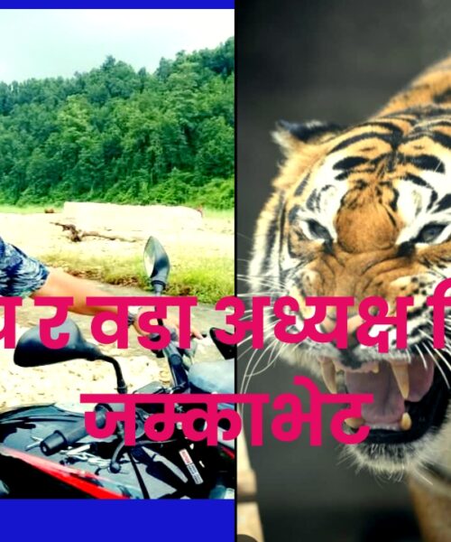 वडा अध्यक्षकै सामुन्नेबाट जोडि बाघ निस्कियो : हर्न बजाएर धन्न जोगियो अध्यक्ष खनाल