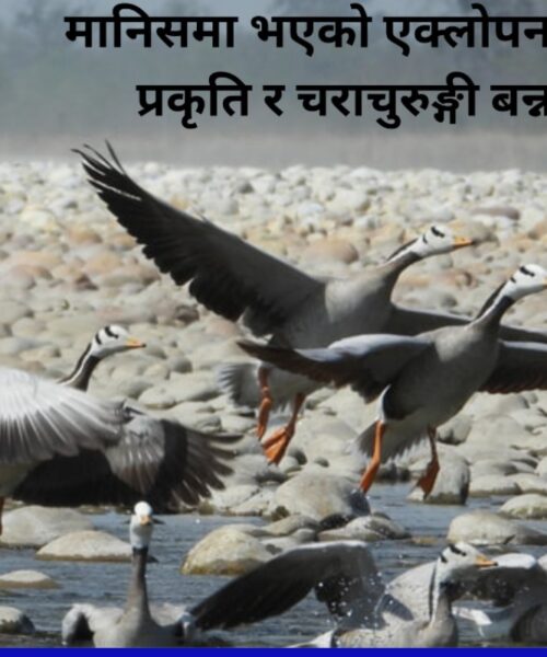 मानिसमा भएको एक्लोपनाको सारथी प्रकृति र चराचुरुङ्गी बन्न सक्छ