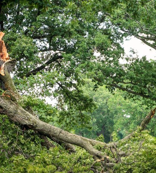 आफ्नै बारीको घाँस काट्ने क्रममा रुख भाँच्चिदा  दुईजना घाईते एक जनाको अवस्था गम्भीर