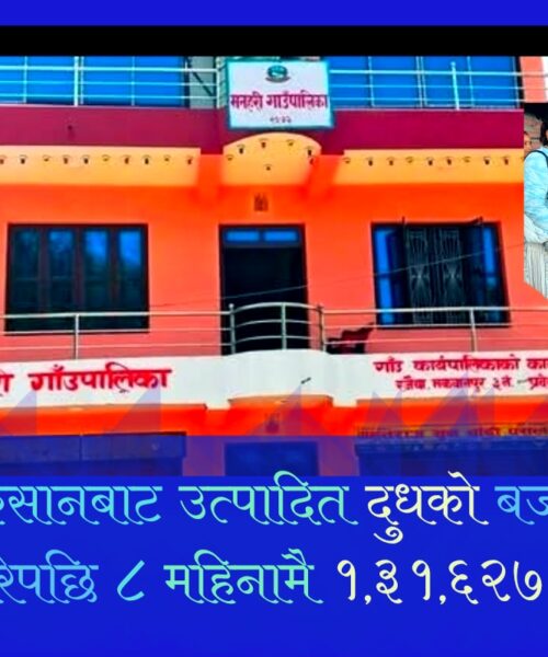पालिकाले किसानबाट उत्पादित दूध भुक्तानी ग्यारेन्टी गरेपछी आठ महिनामै १ लाख ३१ हजार  लिटर बढ्यो