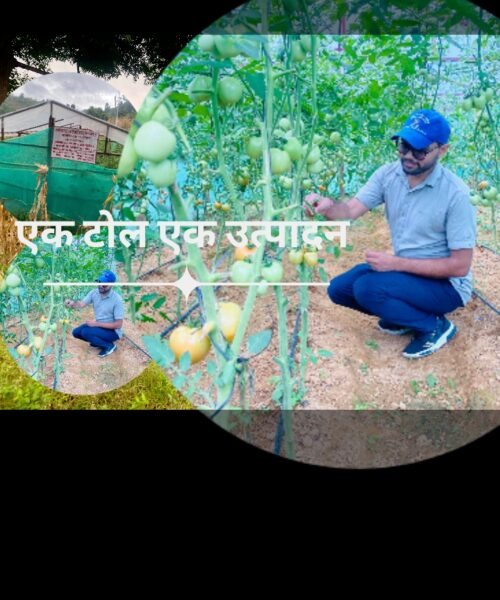 चुरीडाँडाका किसानको लोभलाग्दो टमाटर खेति, पालिकाद्वारा थप टनेल प्रदान गरिने